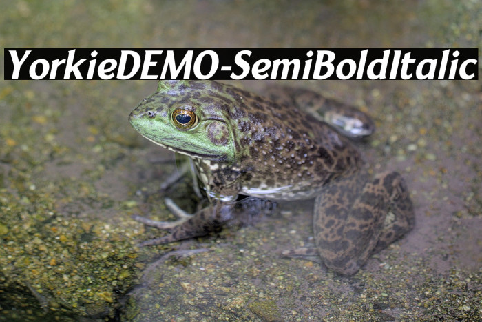 YorkieDEMO-SemiBoldItalic Example 1