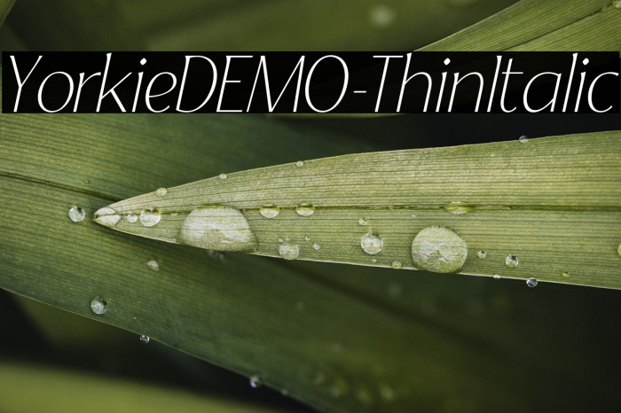 YorkieDEMO-ThinItalic Example 2
