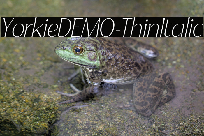YorkieDEMO-ThinItalic Example 3