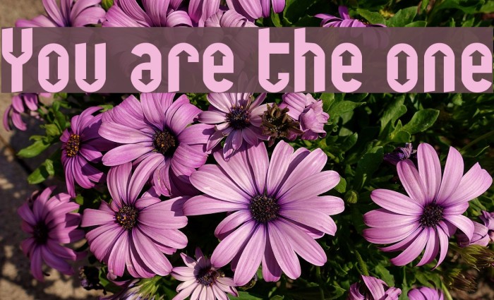 You are the one Schriftart examples