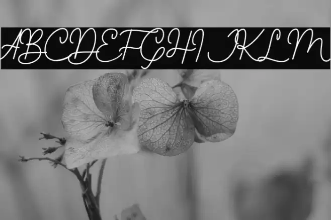 Young Evaline Font examples