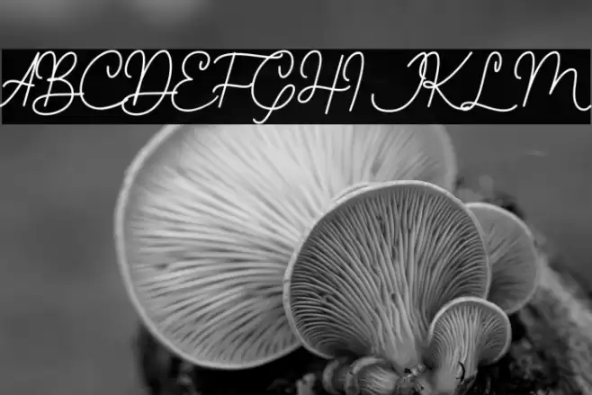 Young Evaline Font examples