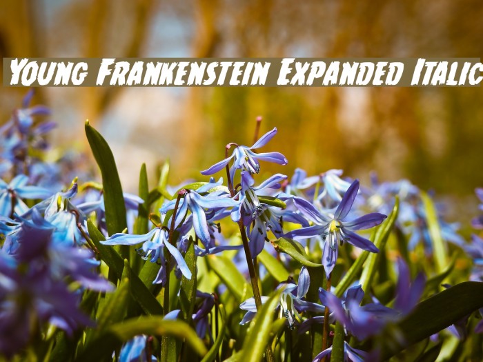 Young Frankenstein Expanded Italic Font examples
