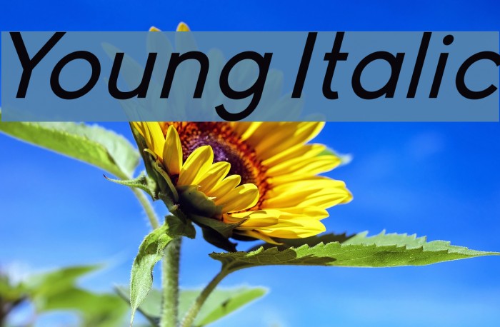 Young Italic Font examples