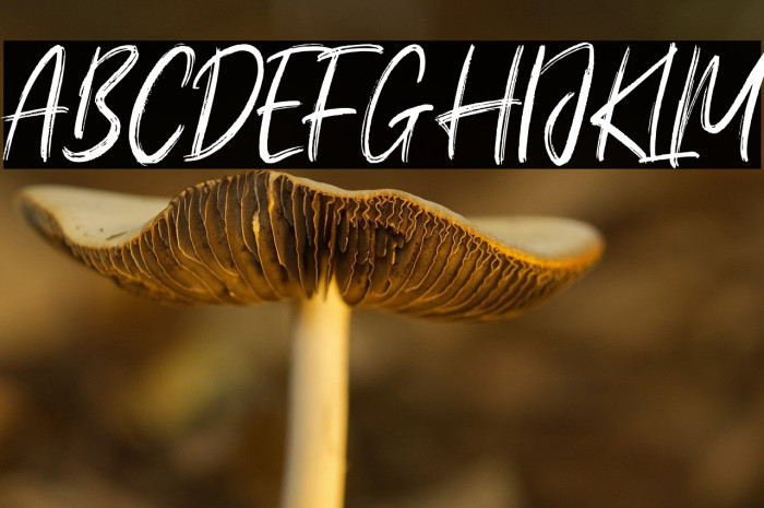 Young Robust Example 3