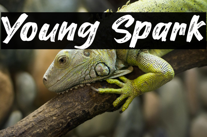 Young Spark Example 3