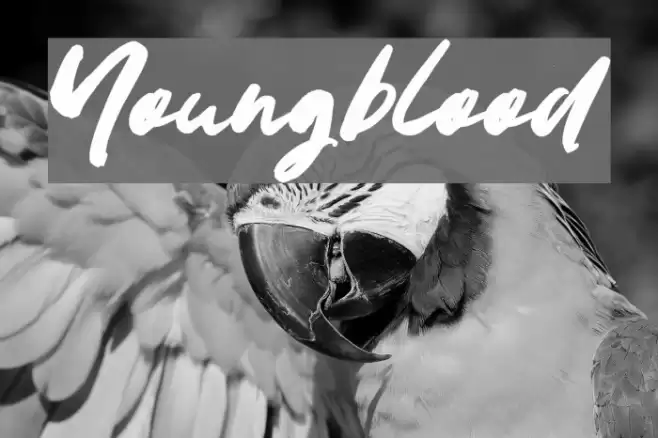 Youngblood Font examples