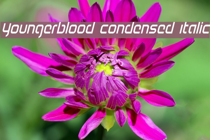 Youngerblood Condensed Italic Font examples