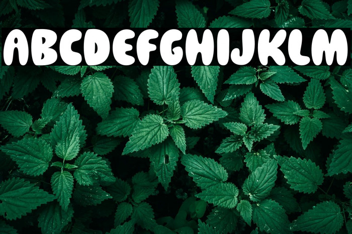 Your Beloved Fonte examples