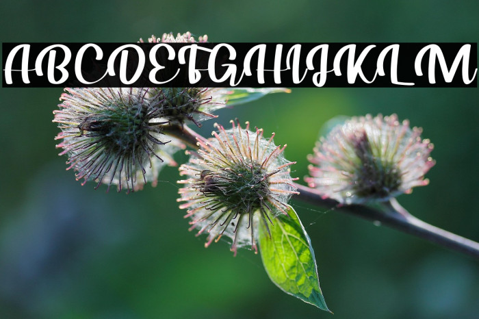 Your Love Tonight Example 1