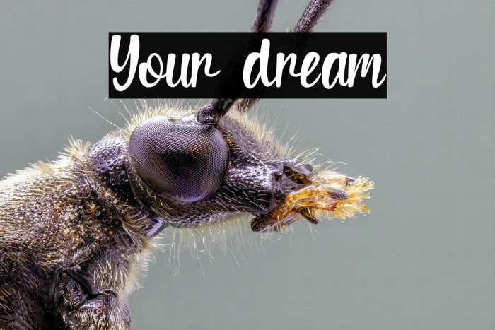 Your dream Example 2