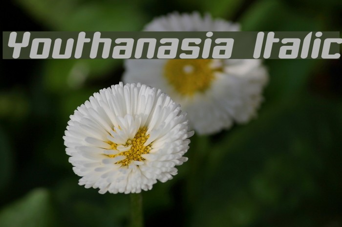 Youthanasia Italic Font examples