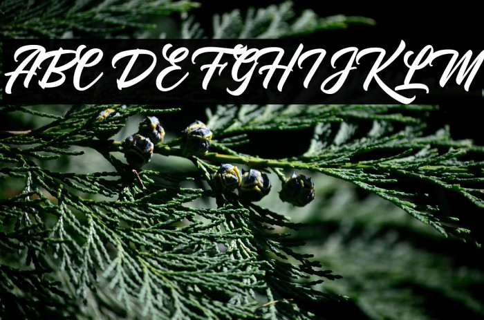 YoutherScript Example 1