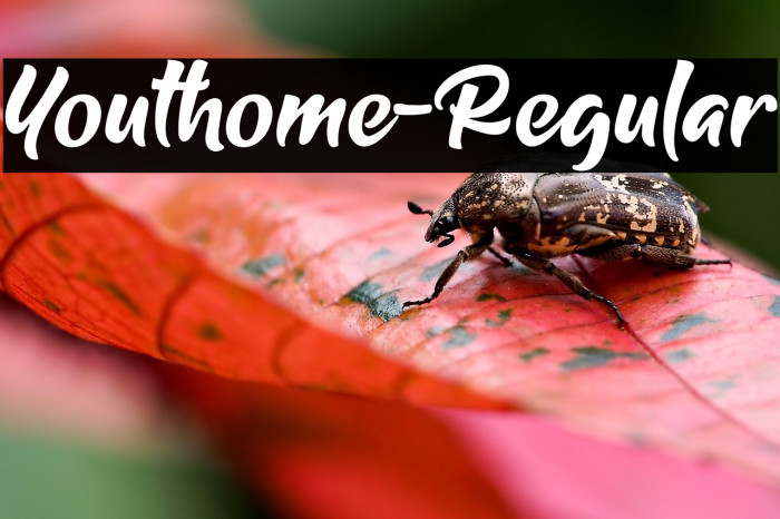 Youthome-Regular Example 3