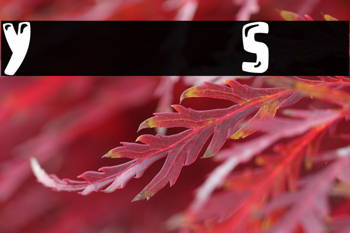 Youtube Star Example 2