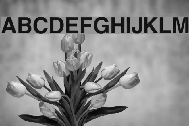 Yoxall Bold Font examples