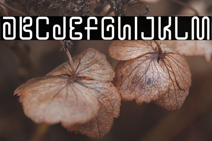 YTwoKBug-Regular Example 1