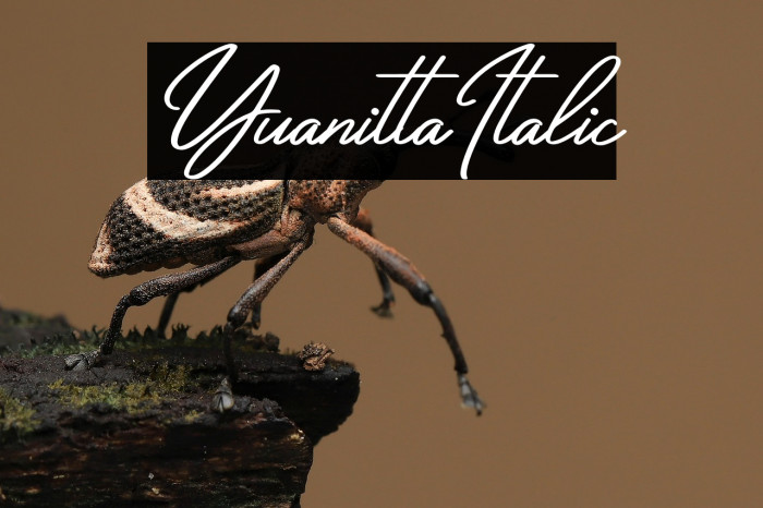 Yuanitta Italic Example 3