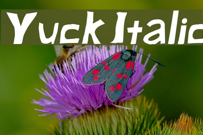 Yuck Italic Font examples