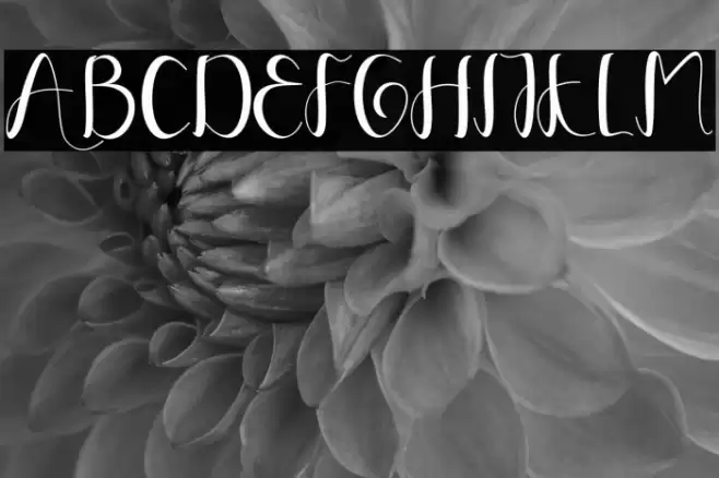 YullisaScript Font examples