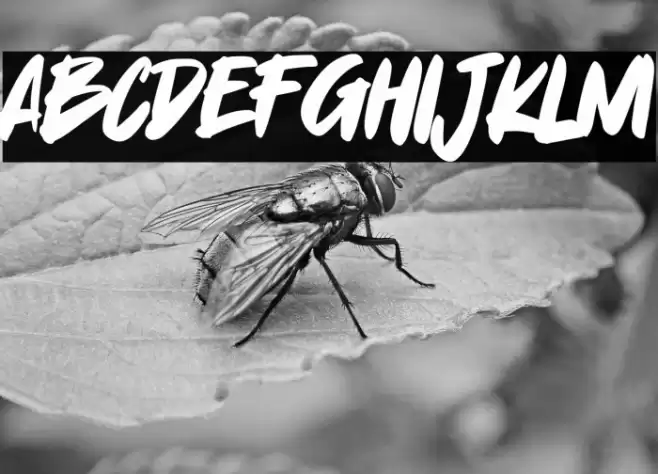 Yummi Lassi Font examples