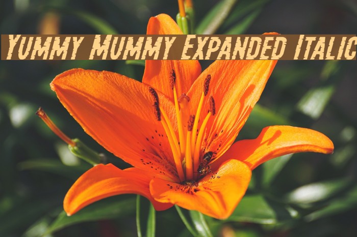 Yummy Mummy Expanded Italic Font examples