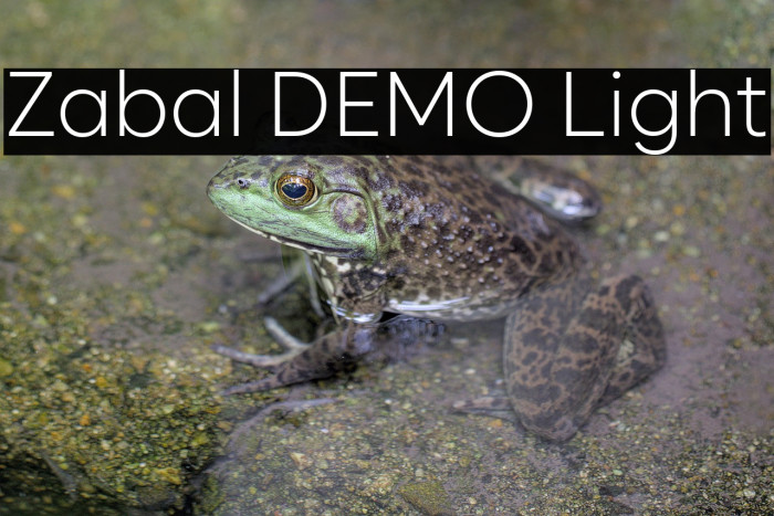 Zabal DEMO Light Example 3