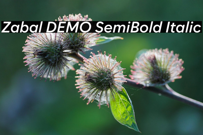 Zabal DEMO SemiBold Italic Example 1