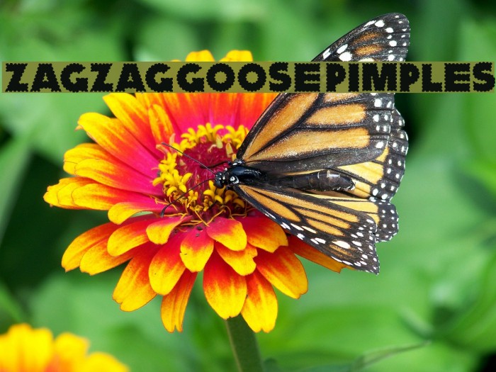 ZagzagGoosePimples Font examples