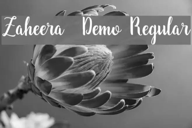 Zaheera - Demo Regular Font examples