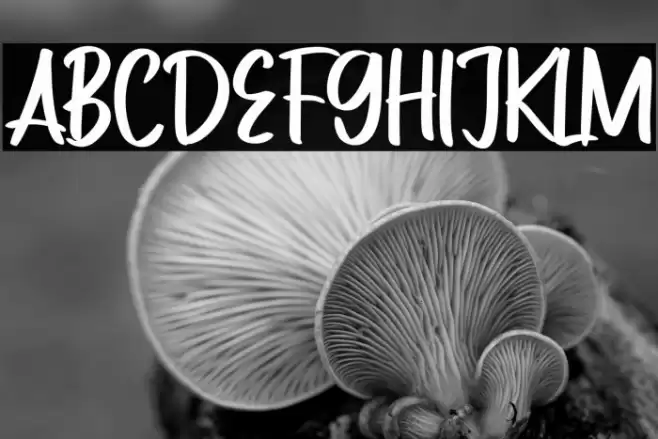 Zaitun Font examples