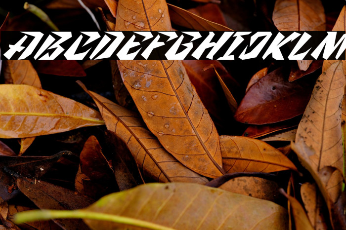 Zanden Italic Example 3