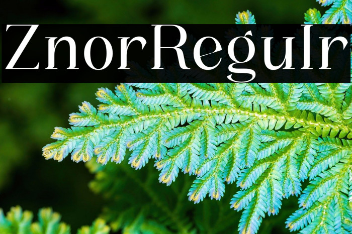 Zanor Regular Example 1