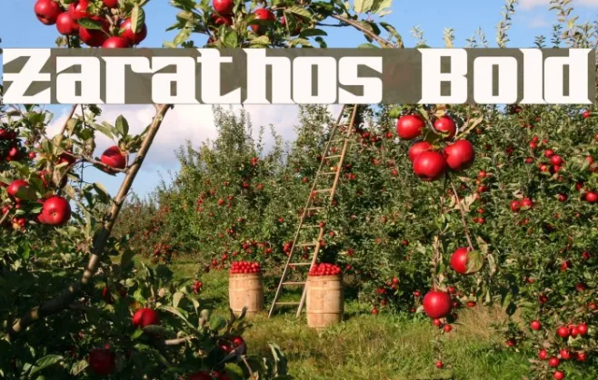 Zarathos Bold Example 3