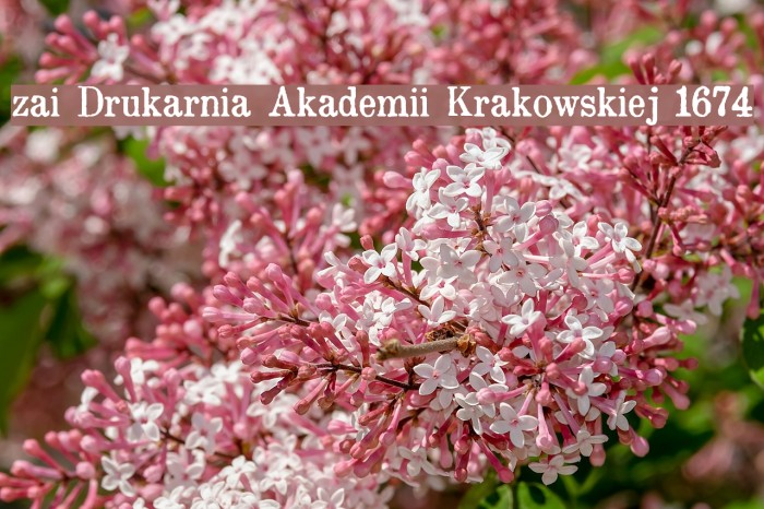 zai Drukarnia Akademii Krakowskiej 1674 Font examples
