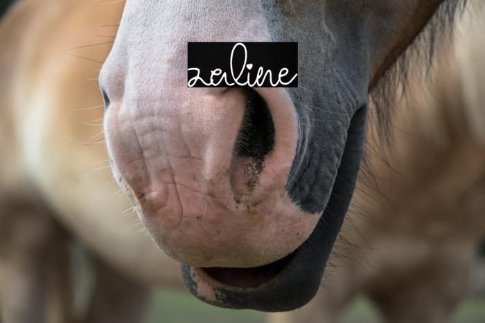 zaline Example 2