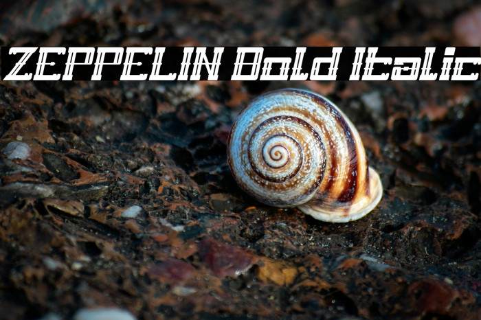 ZEPPELIN Bold Italic Example 1