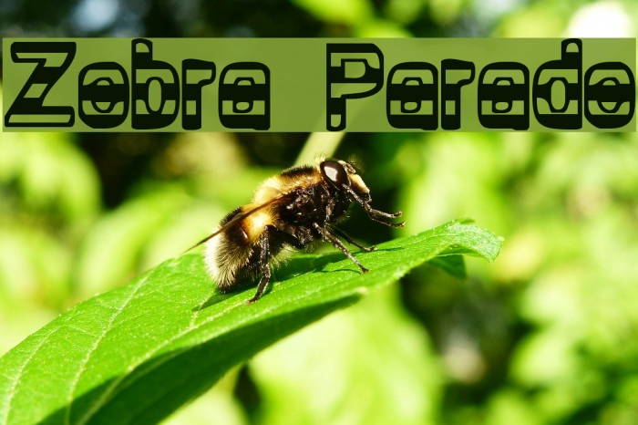 Zebra Parade Caratteri examples