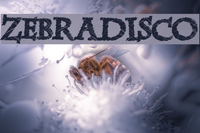 ZebraDisco Font examples