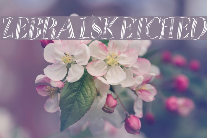 ZebralSketched Example 2