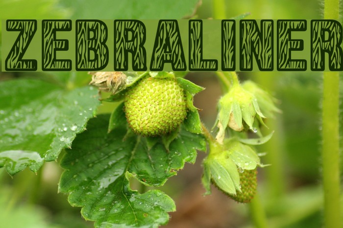 Zebraliner Font examples