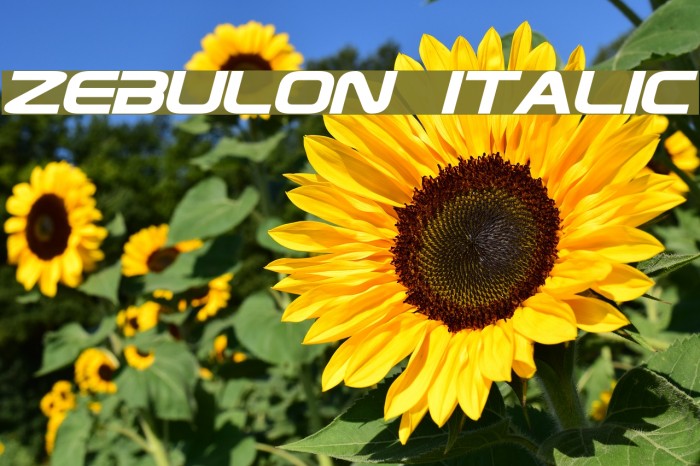 Zebulon Italic Font examples
