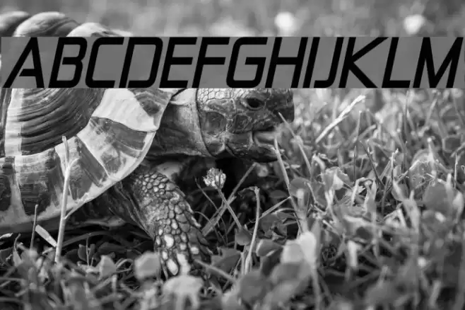 Zekton Bold Italic フォント examples