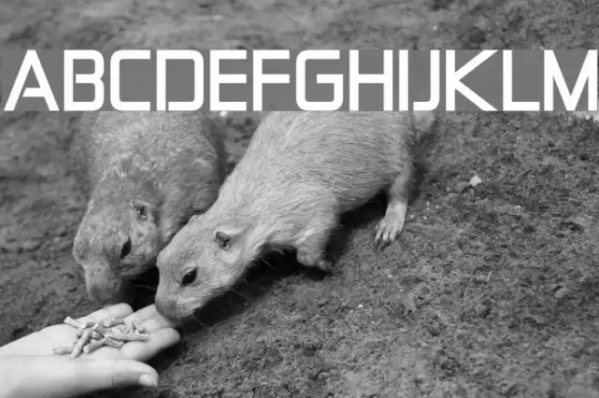 Zekton Bold Шрифта examples