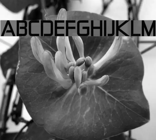 Zekton Bold Шрифта examples