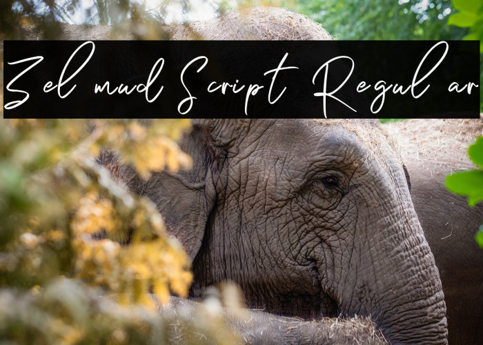 Zelmud Script Regular Example 3