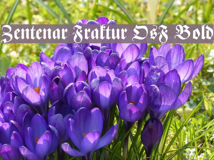 Zentenar Fraktur OsF Bold Font examples