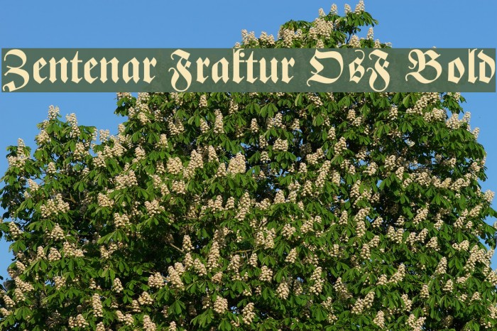 Zentenar Fraktur OsF Bold Font examples
