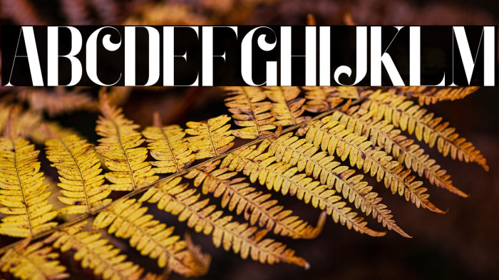 Zeoxay-Regular Example 1