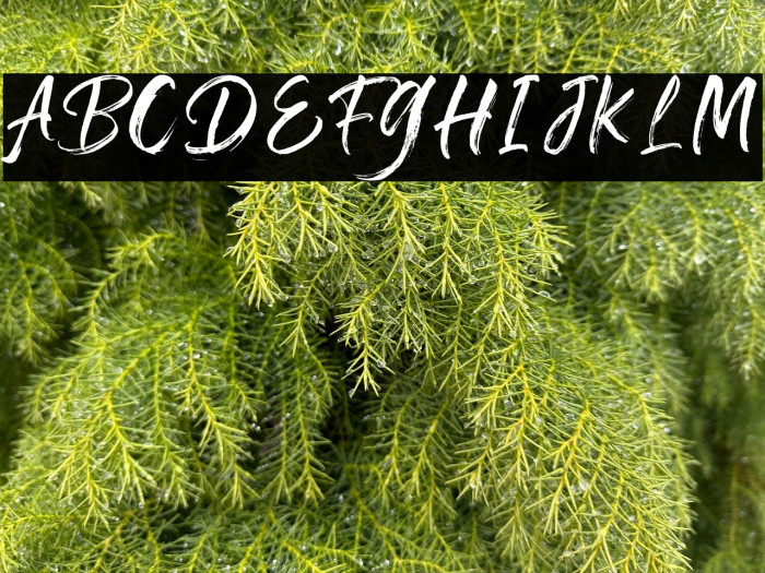 Zephyrush-RegularFree Example 2